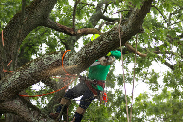  , USA Tree Services Pros